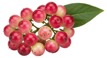 Isolated Natal Plum Fruits with Leaf