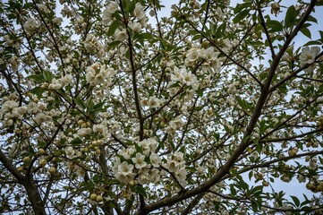Obraz premium Massive pear tree blossoming in the spring season