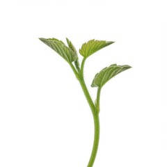 Obraz premium Green sprout isolated on white background for botany and nature designs.