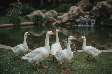 Waterfowl roaming the yard