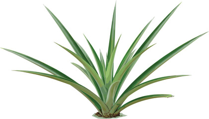 Fresh pineapple plant isolated on white background, spiky tropical leaves, exotic agriculture concept, botanical close-up for gardening and farming