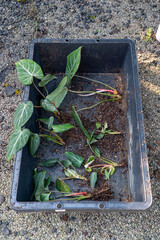 Philodendron Gloriosum divided cuttings prepared for propagation in tray