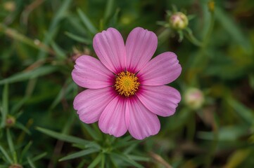 Obraz premium Beautiful Cosmos Blooms in the Garden