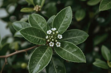 Fototapeta premium Charming view of a flowering citrus sprig featuring delicate white blossoms, lush green foliage, and sharp thorns. Indoor cultivation of a finger lime variety. Macro shot