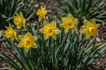 Obraz premium Vibrant yellow daffodils flourishing amidst lush green stems in a bright spring garden.