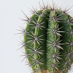 Fototapeta premium Green cactus with spines isolated on white background. use cases: decoration, botany.