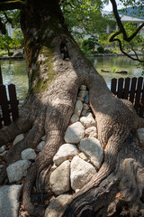 Ancient tree roots reinforced with stones near pond