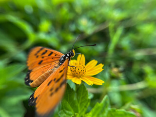 A vibrant orange butterfly with delicate black spots rests gracefully on a bright yellow flower.