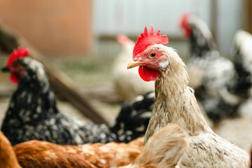 Chickens foraging in a rural backyard environment during daylight hours