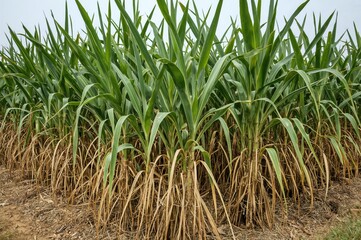 Obraz premium Newly harvested sugarcane in a backyard