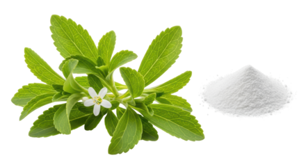 Isolated Stevia