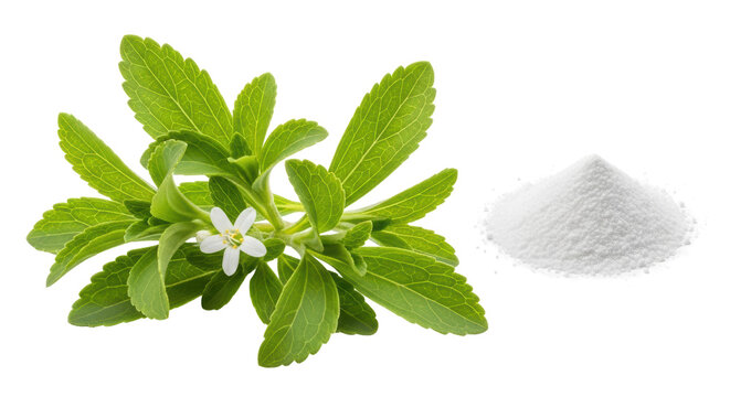 Isolated Stevia