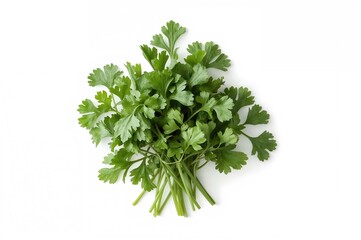Obraz premium Fresh organic cilantro on a plain backdrop. Gourmet fragrant greens.
