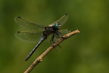 Fototapeta premium a dragonfly on a tree