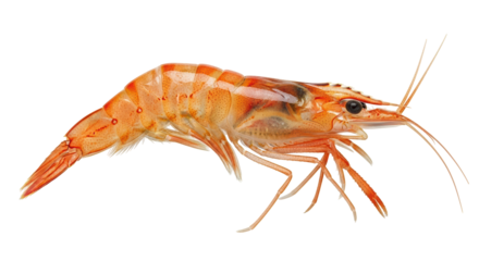 Isolated Shrimp
