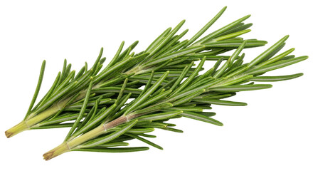 Isolated Rosemary