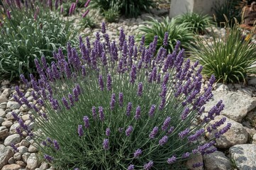 Blooming lavender amidst rockery and perennial greenery