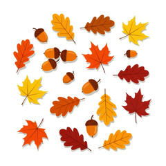 Obraz premium Colorful autumn leaves and acorns scattered against a clean white background, creating a seasonal illustration