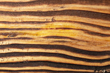 Closeup view of the intricate grain pattern of rustic hardwood surface. Wood texture background