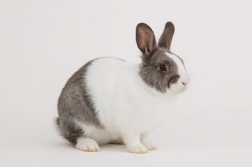 Fototapeta premium Young Lop rabbit sitting against a plain white backdrop, 2 months old, Oryctolagus cuniculus