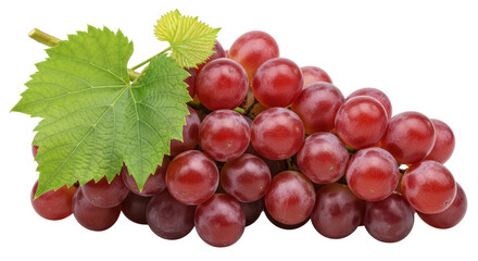 Isolated Red Grapes with Leaf