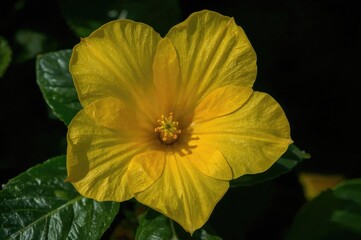 Fototapeta premium Scented yellow bloom of a poisonous shrub from the Mediterranean region, known as Solandra species