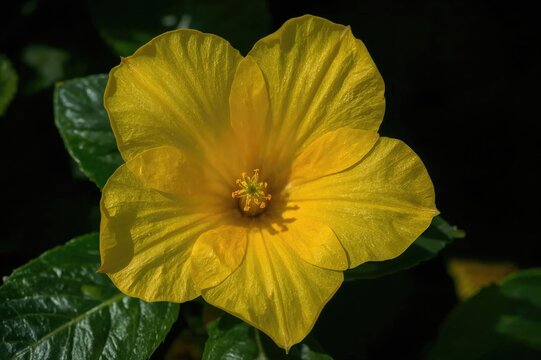 Scented yellow bloom of a poisonous shrub from the Mediterranean region, known as Solandra species