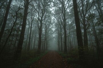 Fototapeta premium Journey into the mysterious foggy forest