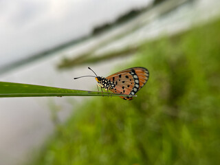 butterfly on leaf