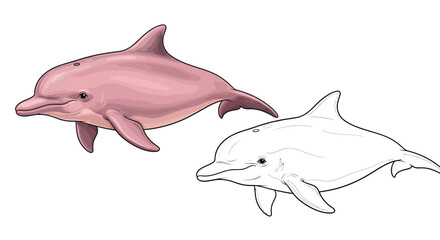 Obraz premium Amazon River Dolphin Mammal Coloring Page with Detailed Outline and Full Color Version