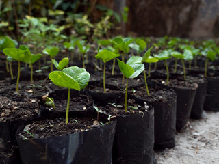 Newly sprouted coffee beans in a seedling tray. Concept of Tree Growth Coffee bean seedlings with a beautiful green natural background.