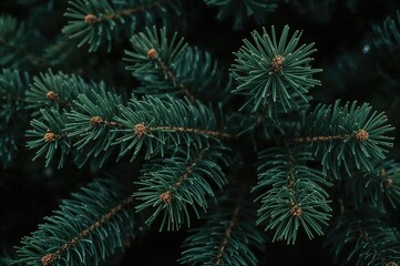 Close-up of a Pine Tree Branch with Needles, Fluffy Texture Detail
