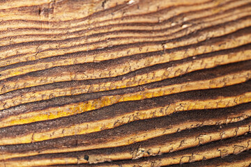 Closeup view of the intricate grain pattern of rustic hardwood surface. Wood texture background