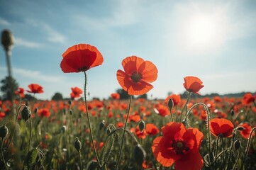 Obraz premium Sun shining over a field of blooming poppies