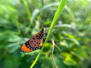 A delicate butterfly with bright orange wings patterned with bold black spots rests gracefully on a small grass plant.