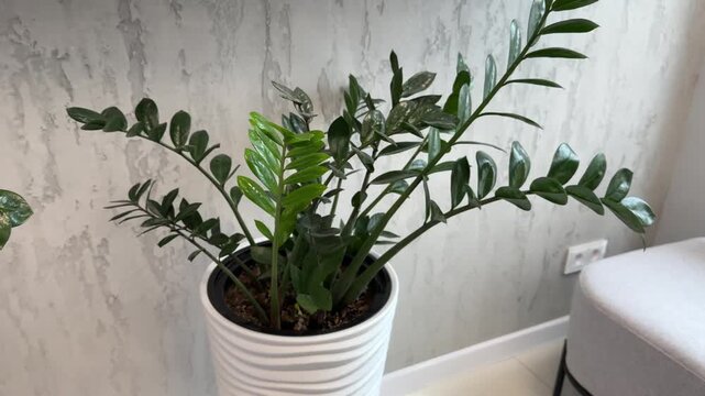 Zamioculcas in large planters. Landscaping of commercial premises or home