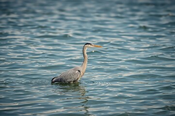 A Grey Heron catching fish in a pond