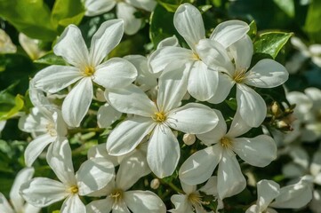 Fototapeta premium A detailed view of blooming white jasmine blossoms featuring yellow stamens amidst lush green foliage, illuminated to emphasize petal texture.