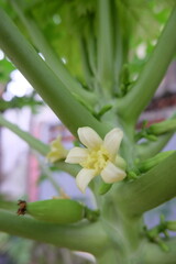 PAPAYA FLOWERS BLOOMING ON A TREE