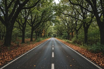 Obraz premium Shaded asphalt trail flanked by oak trees and fallen leaves in an autumn forest setting