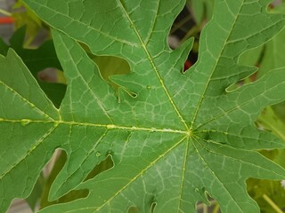 close up of green leaf with rain drops