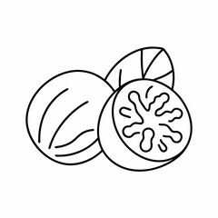 Nutmeg Spice Outline Vector