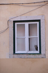 A grey cat in the window is looking at a bird