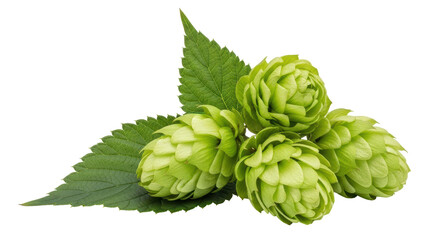 Isolated Hop