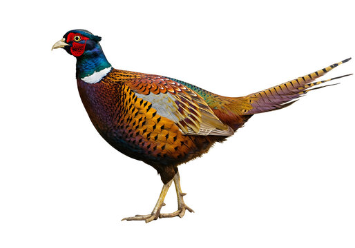 Elegant pheasant on a pristine white background showcases its brilliant plumage and distinctive long tail feathers in sharp focus, highlighting its natural beauty.