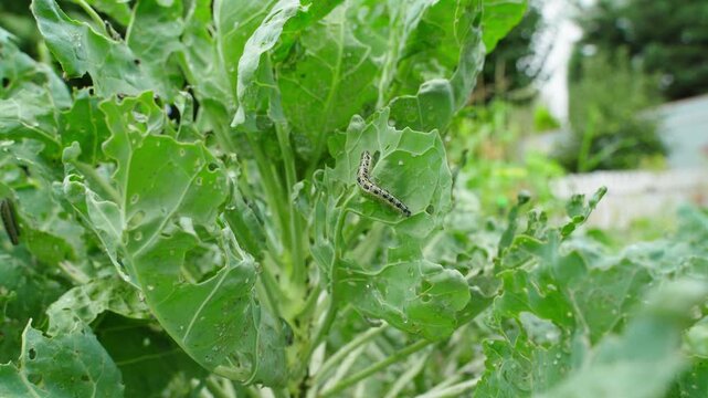 Pieris brassicae caterpillar crawling and eating Brussels sprout leaves, close-up in a vegetable garden