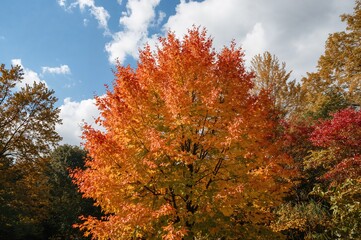 Stunning backdrop featuring fall foliage, seasonal leaves, and autumnal plants