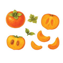 Persimmon Bundle—Persimmon, Half of Persimmon, Slice of Persimmon. Watercolor Illustration. Design Element. Clip art. Suitable for artwork design.