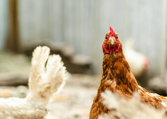 Chickens roam freely in a farmyard, pecking at the ground and interacting with each other under the warm sun. The setting creates a lively and natural atmosphere in the countryside.