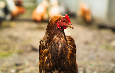 Chickens roam freely in a farmyard, pecking at the ground and interacting with each other under the warm sun. The setting creates a lively and natural atmosphere in the countryside.